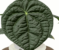 Anthurium Forgetii*Luxurians Tissue Culture