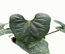 Anthurium Napo*Dark Phoenix Tissue Culture