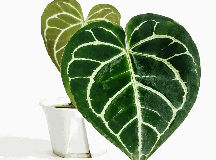 Anthurium Crystallinum Turtle Tissue Culture