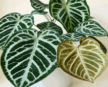 Anthurium Split forgetii *Crystallinum Tissue Culture