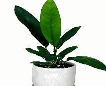 Anthurium Willdenowii Kunth Tissue Culture