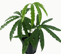 Anthurium Polystictum Tissue Culture