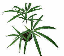 Anthurium Variabile/Eminens Tissue Culture