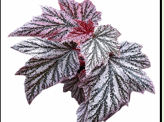 Begonia Pinkminx Tissue Culture