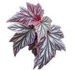 Begonia Pinkminx TC | Grower's Choice, Fujian Collection