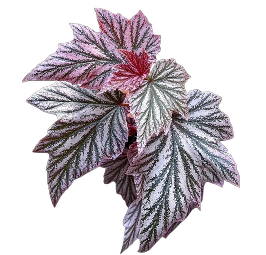 Begonia Pinkminx TC | Grower's Choice, Fujian Collection