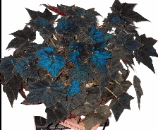 Begonia Black Velvet Tissue Culture