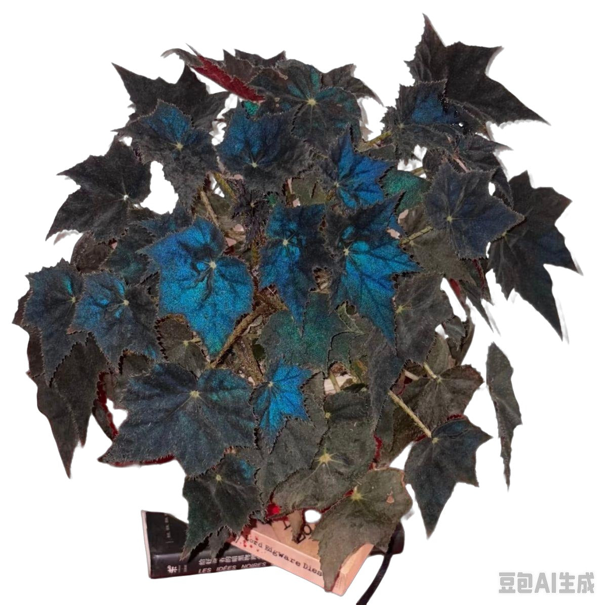 Begonia Black Velvet TC | Grower's Choice, Fujian Collection