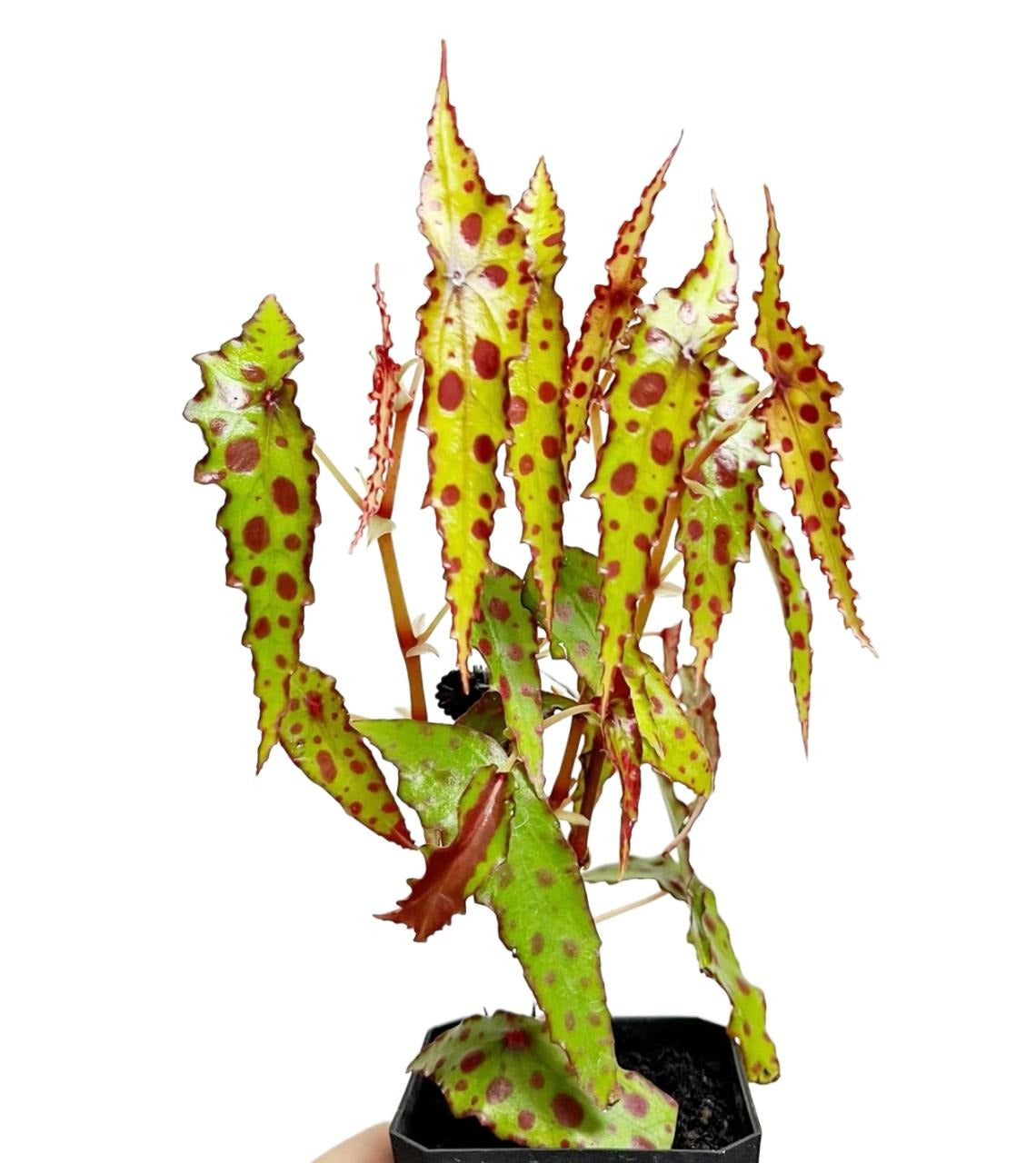 Begonia Amphioxus TC | Grower's Choice, Fujian Collection