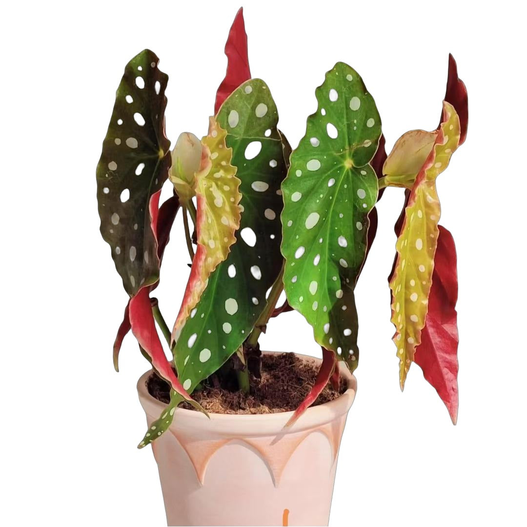 Begonia Maculata Wightii TC | Grower's Choice, Fujian Collection