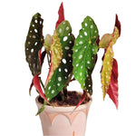 Begonia Maculata Wightii TC | Grower's Choice, Fujian Collection