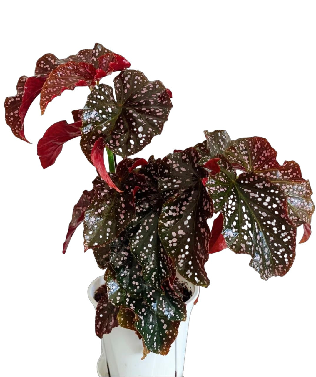 Begonia Maculata Cracklin Rosie TC | Grower's Choice, Fujian Collection