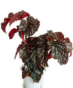 Begonia Maculata Cracklin Rosie TC | Grower's Choice, Fujian Collection