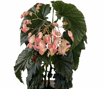 Begonia Irene Nuss Tissue Culture