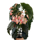 Begonia Irene Nuss TC | Grower's Choice, Fujian Collection