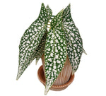 Begonia White Ice TC | Grower's Choice, Fujian Collection