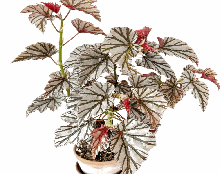 Begonia Highway Tissue Culture