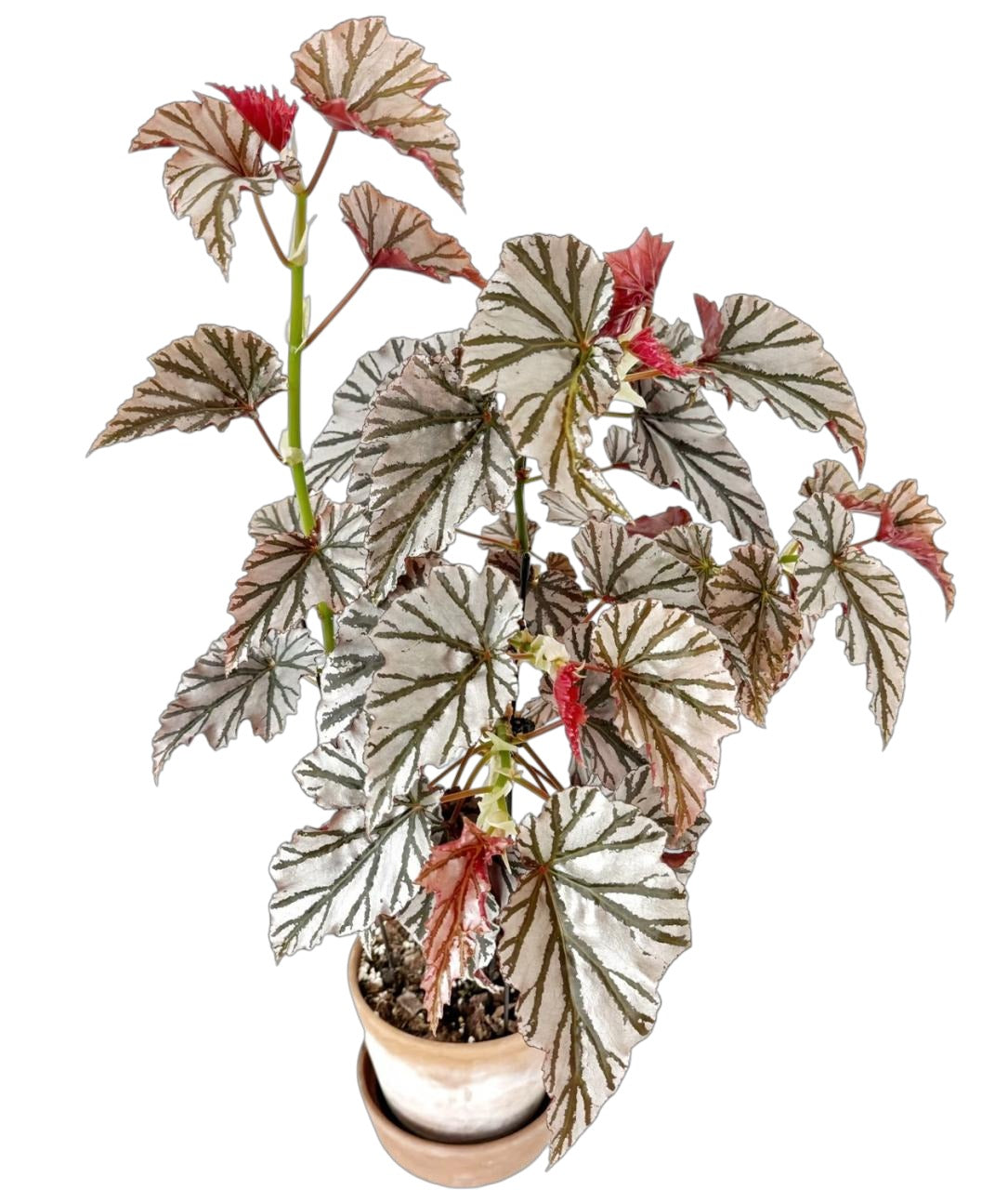 Begonia Highway TC | Grower's Choice, Fujian Collection