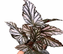 Begonia Downhome Tissue Culture