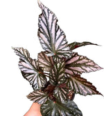 Begonia Downhome TC | Grower's Choice, Fujian Collection