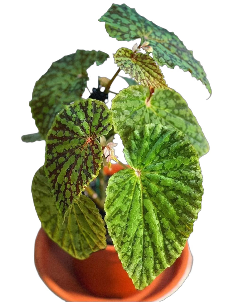 Begonia Maculata Chlorosticta TC | Grower's Choice, Fujian Collection