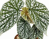 Begonia Snow Capped Tissue Culture