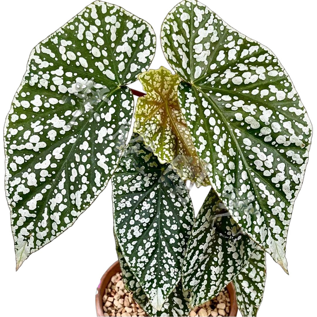 Begonia Snow Capped TC | Grower's Choice, Fujian Collection