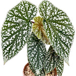 Begonia Snow Capped TC | Grower's Choice, Fujian Collection