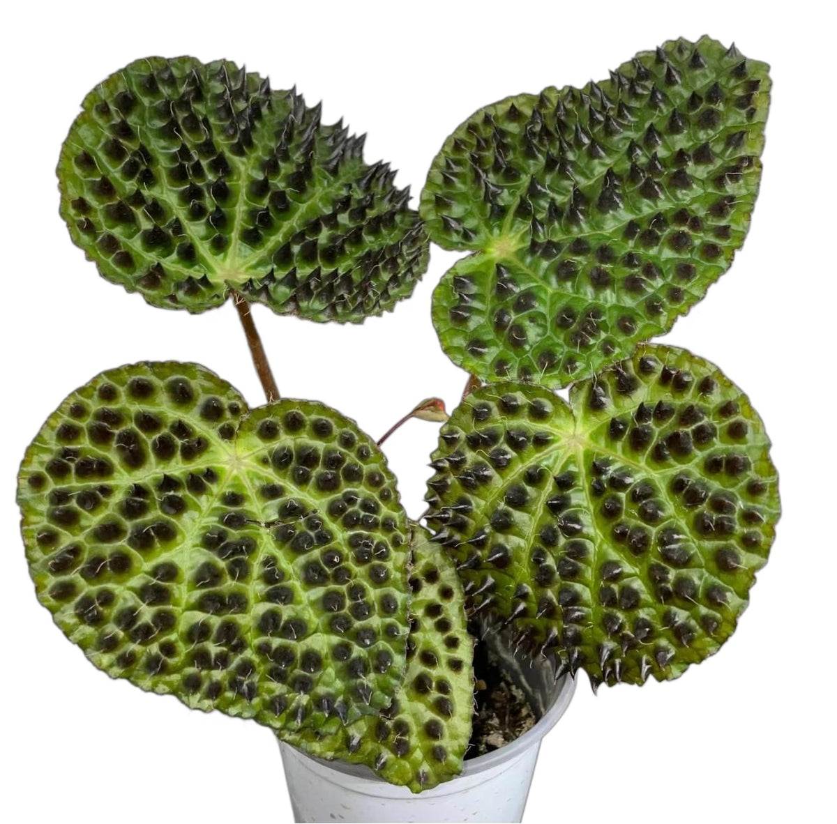 Begonia Ferox TC | Grower's Choice, Fujian Collection