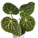 Begonia Ferox TC | Grower's Choice, Fujian Collection