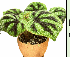 Begonia masoniana Irmsch Tissue Culture