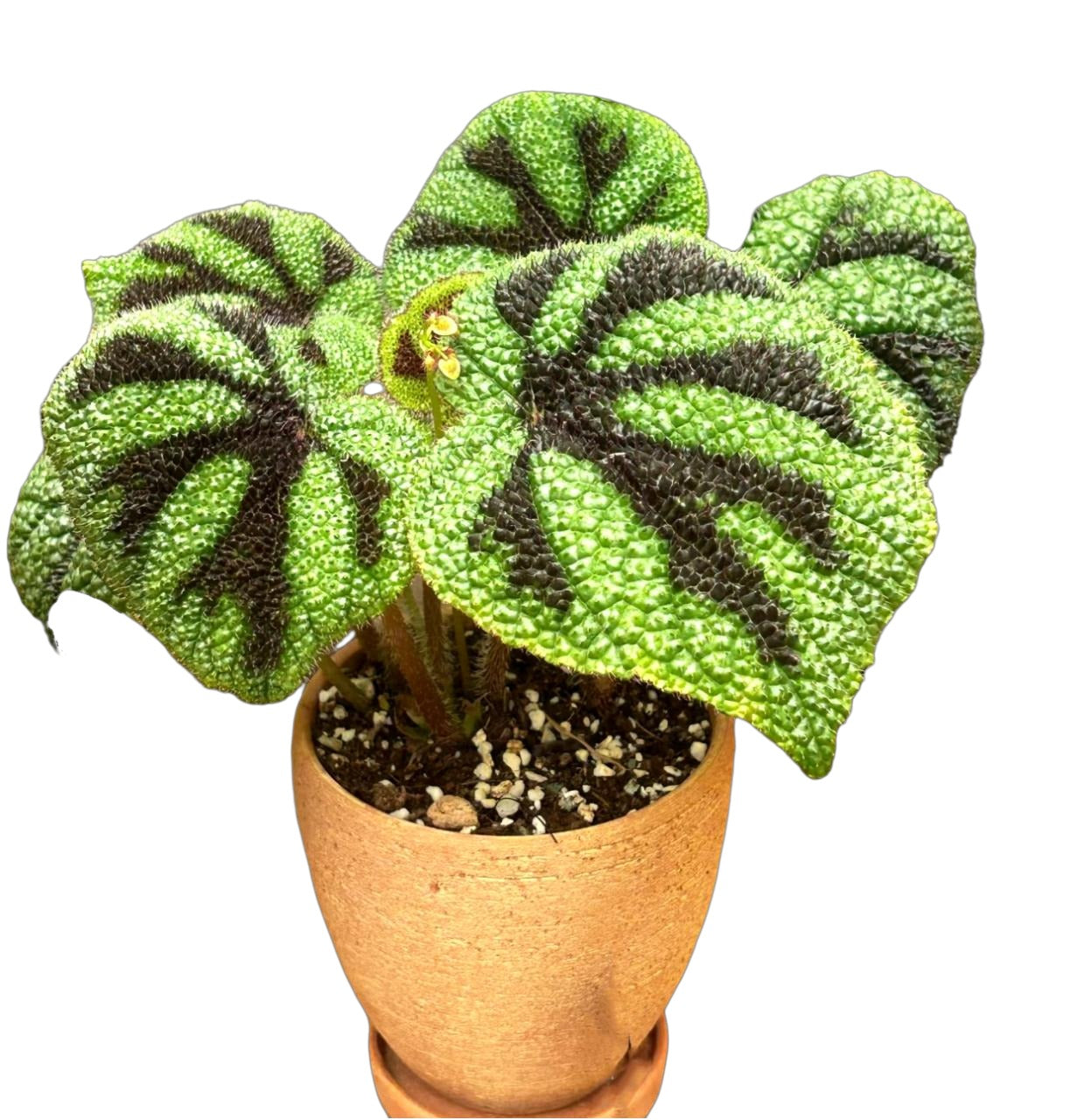 Begonia masoniana Irmsch TC | Grower's Choice, Fujian Collection