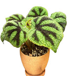 Begonia masoniana Irmsch TC | Grower's Choice, Fujian Collection