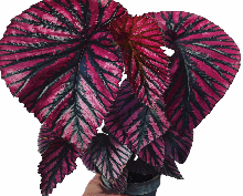 Begonia brevirimosa subsp Tissue Culture