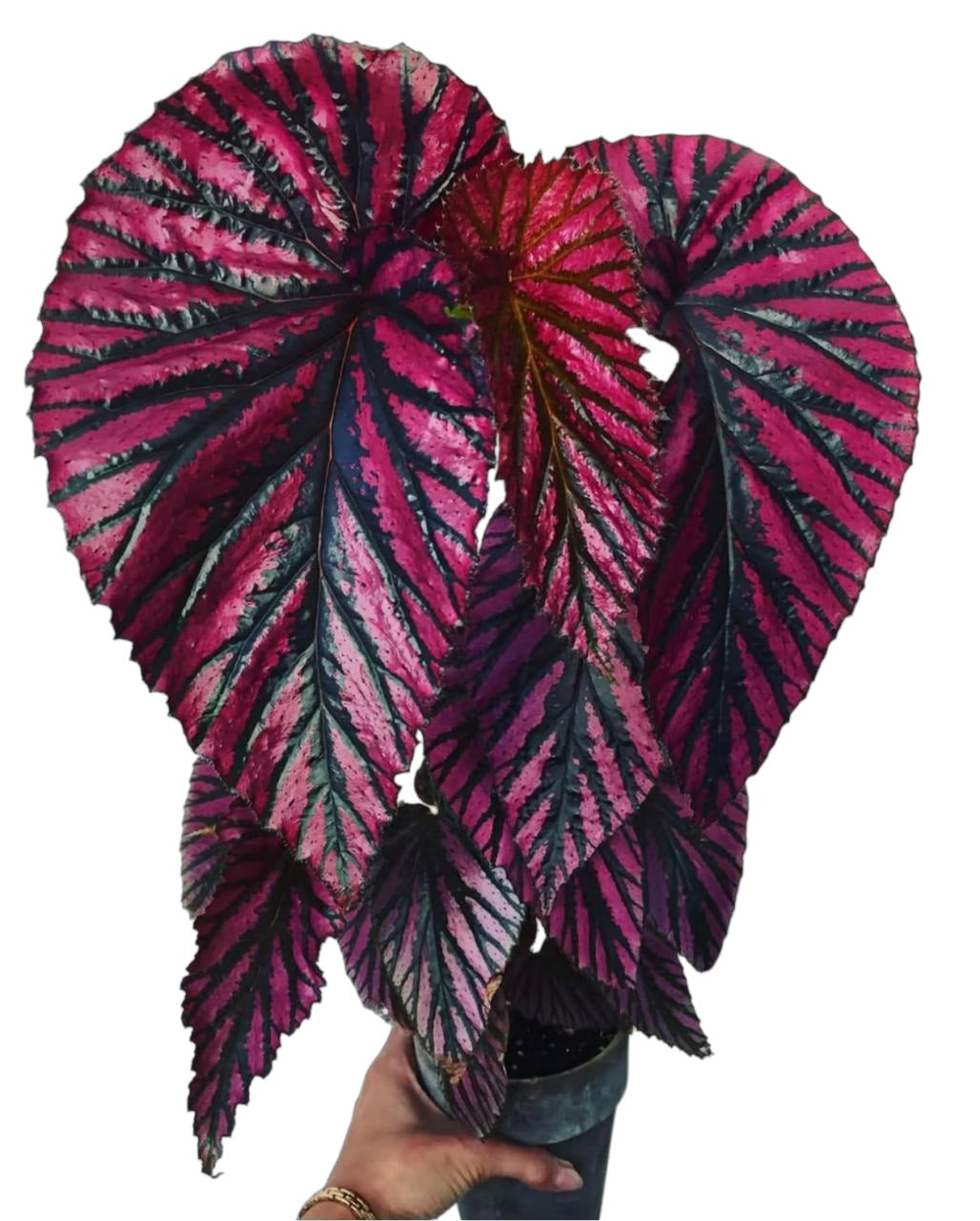 Begonia brevirimosa subsp TC | Grower's Choice, Fujian Collection