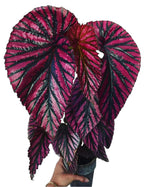 Begonia brevirimosa subsp TC | Grower's Choice, Fujian Collection