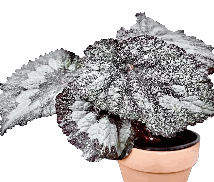 Begonia Super Universe Tissue Culture