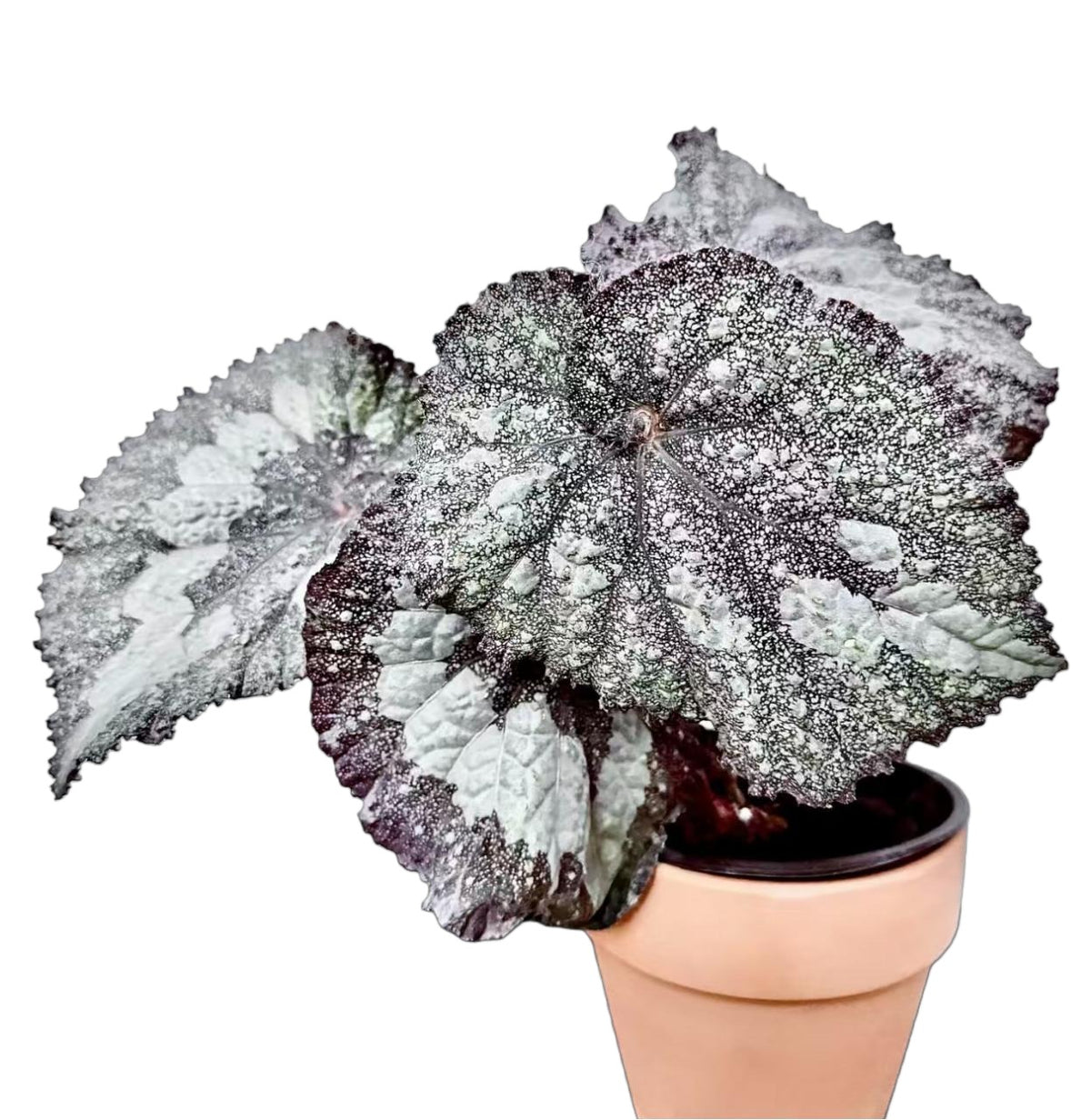 Begonia Super Universe TC | Grower's Choice, Fujian Collection