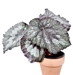 Begonia Super Universe TC | Grower's Choice, Fujian Collection