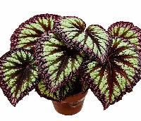 Begonia Fireworks Tissue Culture