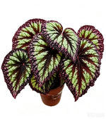 Begonia Fireworks TC | Grower's Choice, Fujian Collection