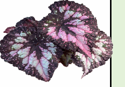 Begonia Carnival Tissue Culture