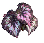 Begonia Carnival TC | Grower's Choice, Fujian Collection