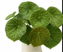 Begonia Gaegaenis Tissue Culture