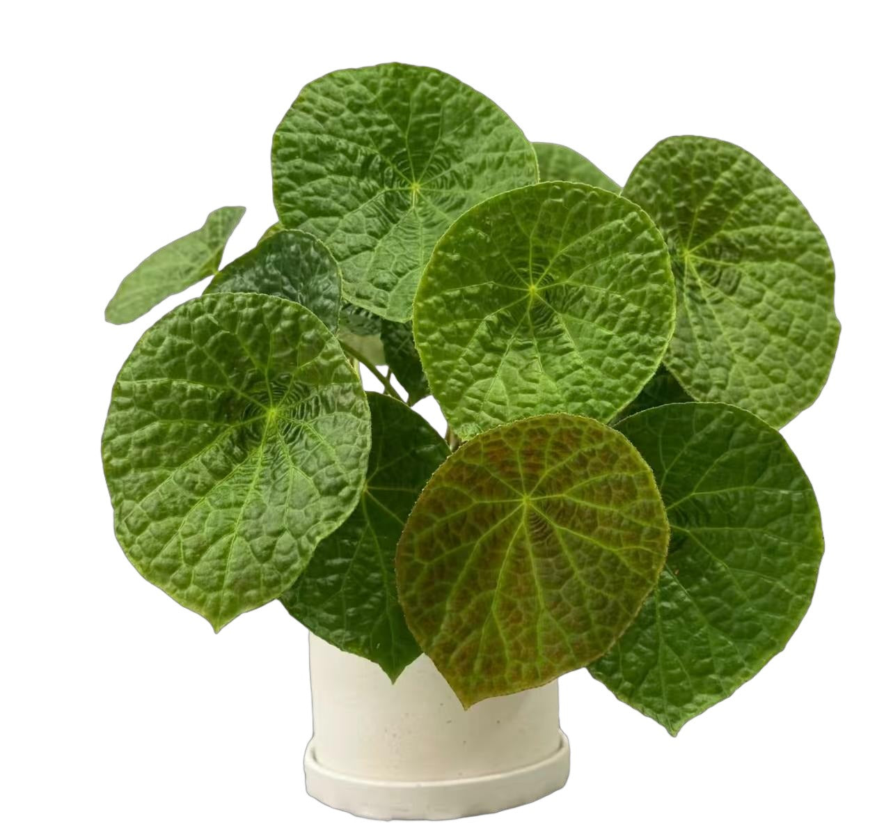 Begonia Gaegaenis TC | Grower's Choice, Fujian Collection