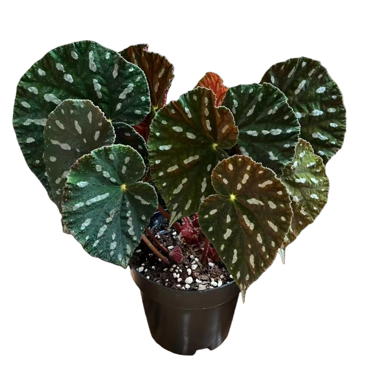 Begonia Filiformis TC | Grower's Choice, Fujian Collection