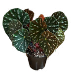 Begonia Filiformis TC | Grower's Choice, Fujian Collection