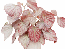 Begonia Two Face Tissue Culture
