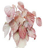 Begonia Two Face TC | Grower's Choice, Fujian Collection