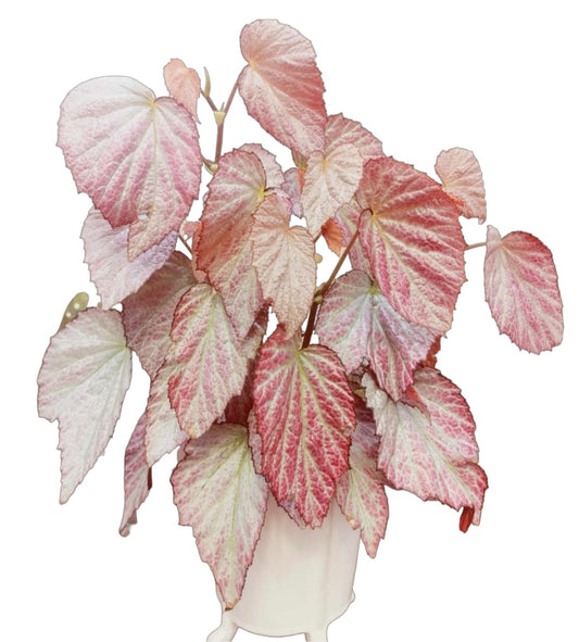 Begonia Two Face TC | Grower's Choice, Fujian Collection